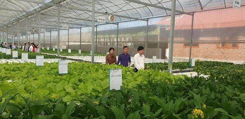 2. Khu vực trồng rau thủy canh của Queen Farm.jpg